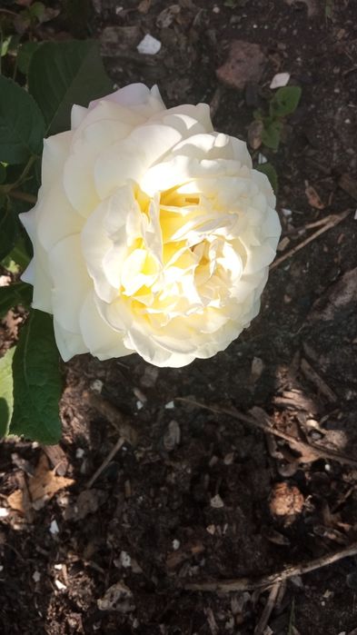 Продам дачу, реальному покупателю торг