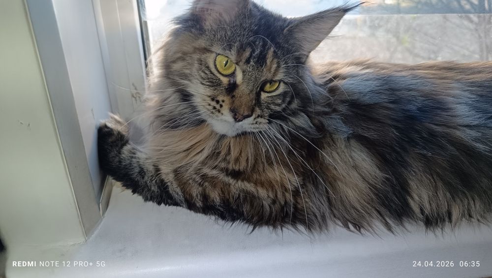 Кошечка  Мейнкун
