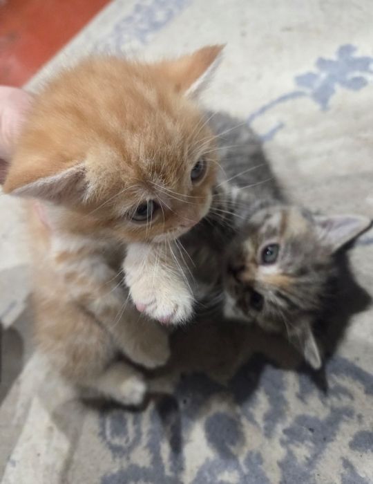 Котята британец смешанный