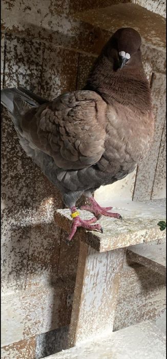 Porumbei kingi de vanzare