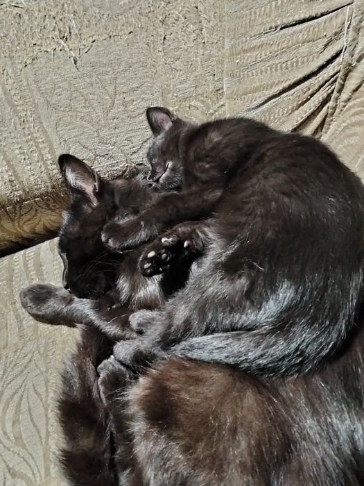 Отдам кошечку в хорошие руки