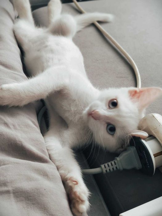 Котенок белый, отдам даром