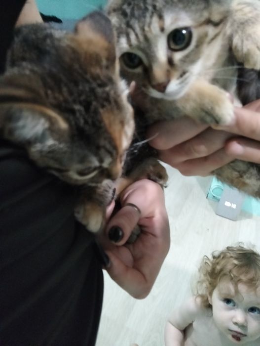 Отдам умных котят