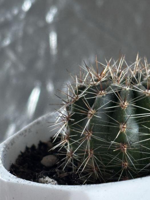 Кактусы детки в кашпо