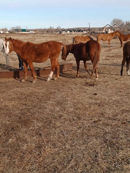 Фермерское хозяйство