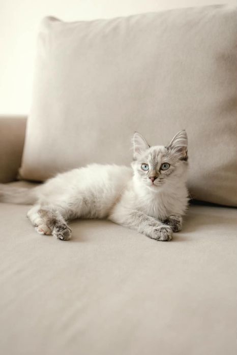 Котенок Айва ищет свой дом!