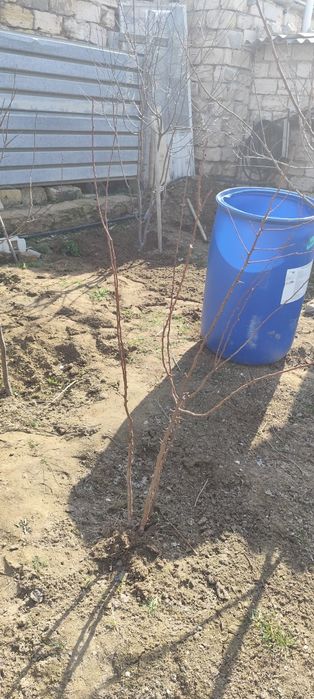 Саженцы абрикоса