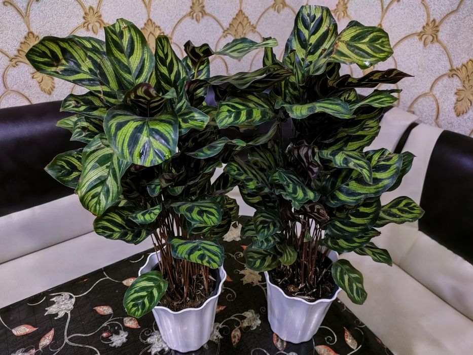 Растения. Есть доставка