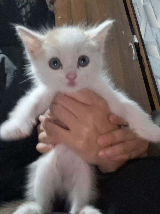 Отдам котёнка, срочно
