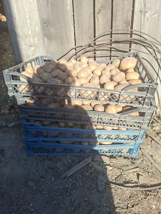 Картофель Адретта домашний на посадку