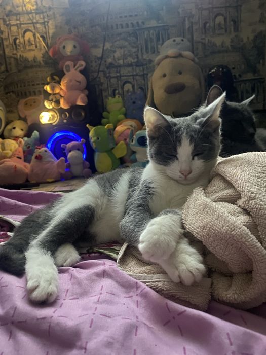 Отдам кота и кошку в хорошие руки