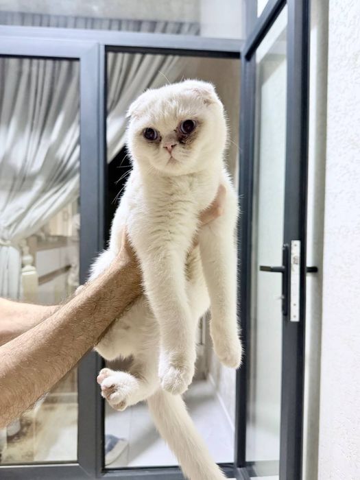 mushuk scottish fold