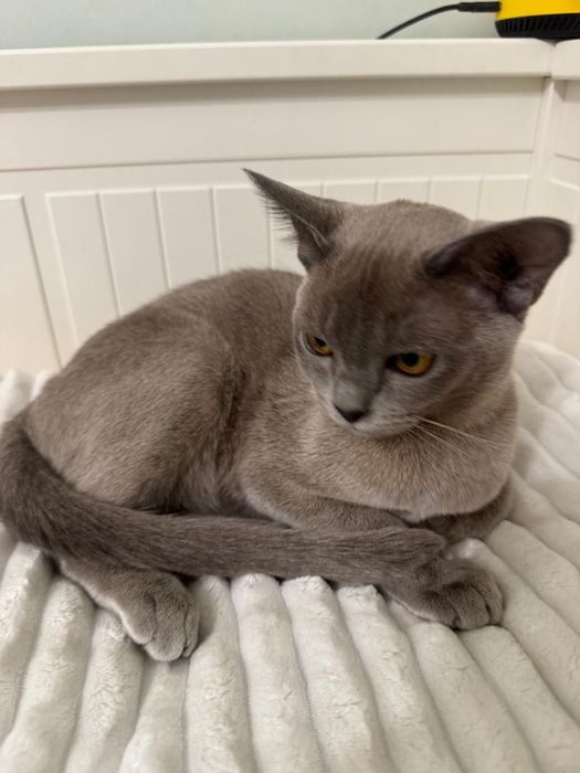 Европейская бурма