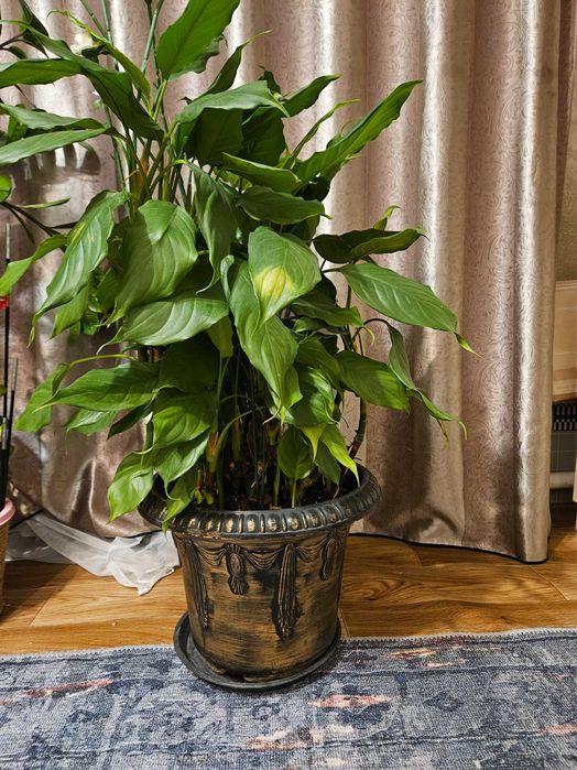 Спатифилум Женское счастье