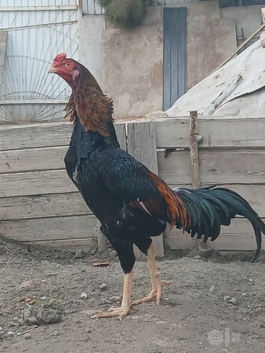 Kulangi jujalar sotiladi