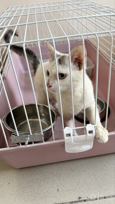 Отдаются котята даром