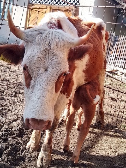 Vaci din rasa bălțata românească de vanzare