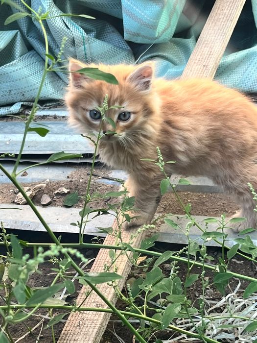 Отдам даром котят