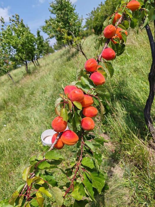 Caise pentru țuică și pălincă