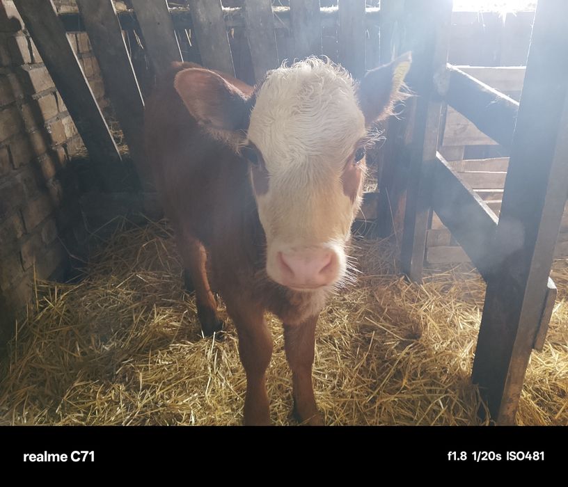 Продам 2х месячную телочку