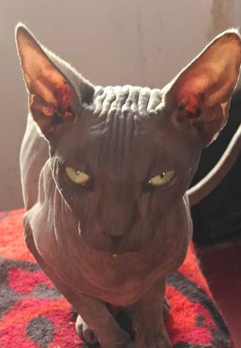 Pisica sphinx de vânzare