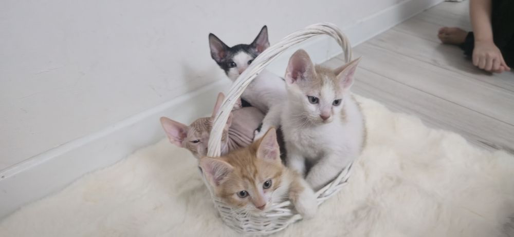 Отдам котят даром