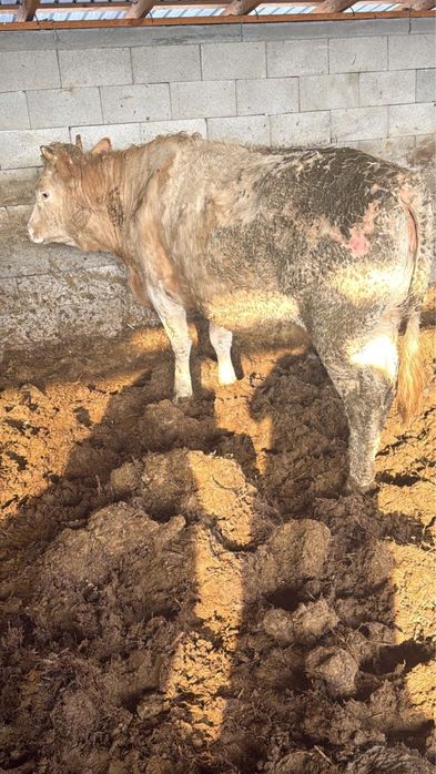 Телка, КРС, коровы