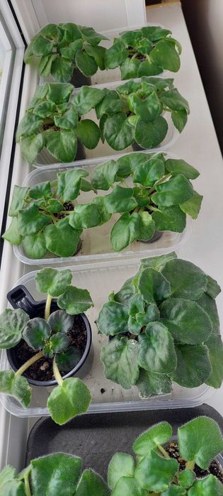 Продам     фиалки