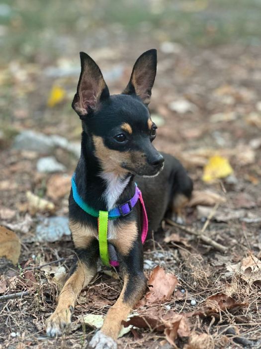 Пропала собака той терьер