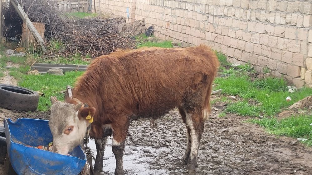 Баспак сатылады.