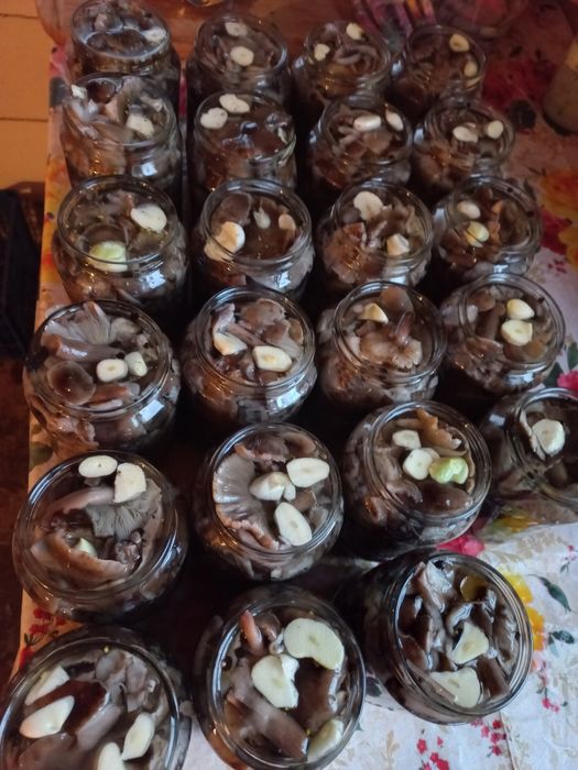 Ghebe murate in otet!