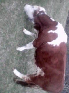 Juninca de vanzare!