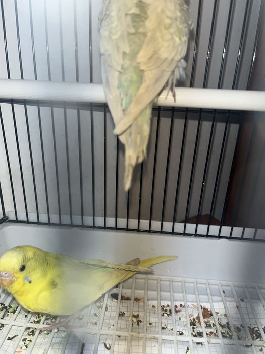 Продаю попугаев волнистики