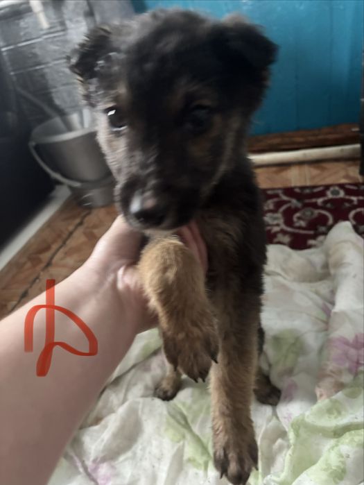 Отдам в хорошие и добрые сердца!