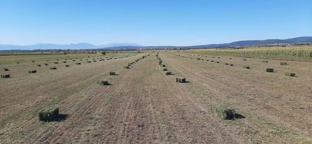 Vand baloti de lucerna