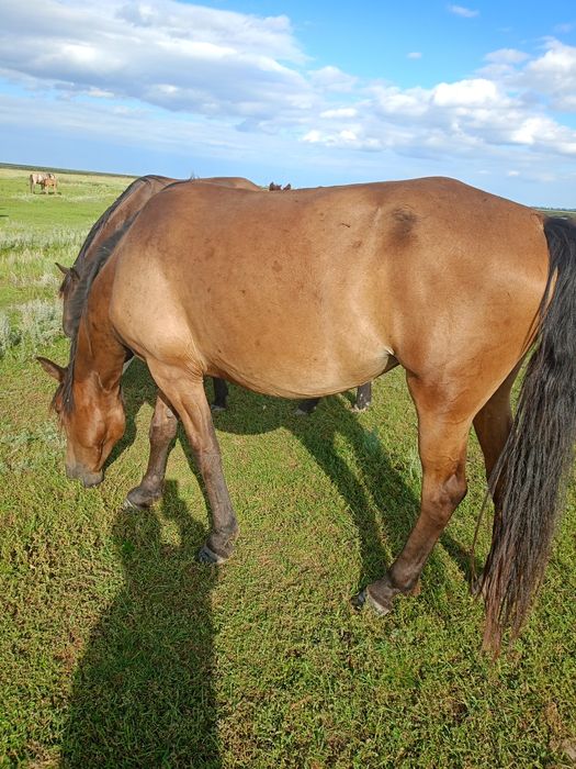 Продам  кобылу с жеребенком