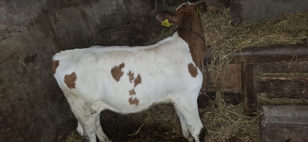 Vand vitel baltata romaneasca