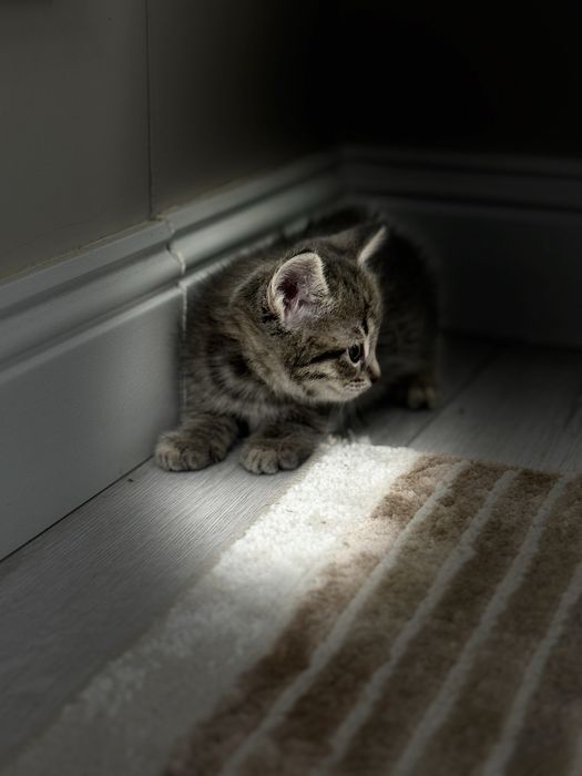 Котенок сатылады