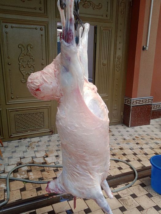 Qassobchilik xizmatini taklif qilamiz tazza va sifatli soyib beramiz