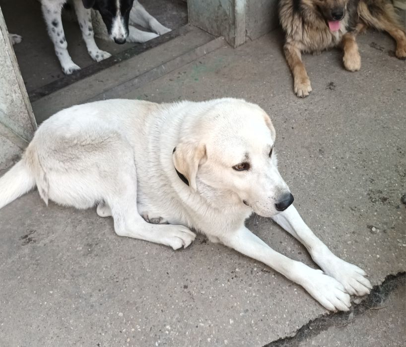 Подарява се кученце Ламбо