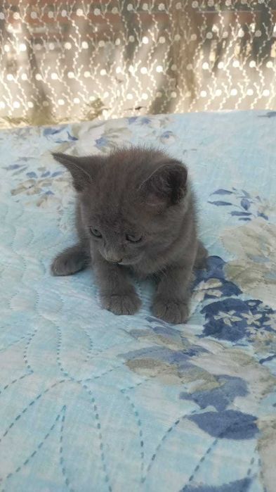 Продаются домашние котята