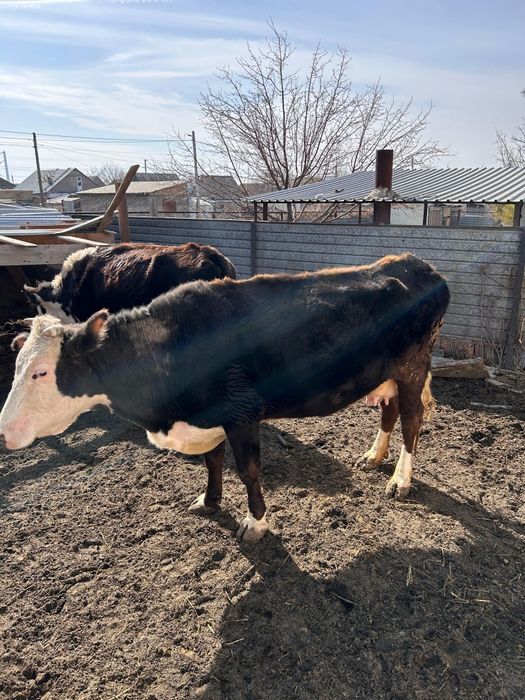 Сүтті сиыр сатылады