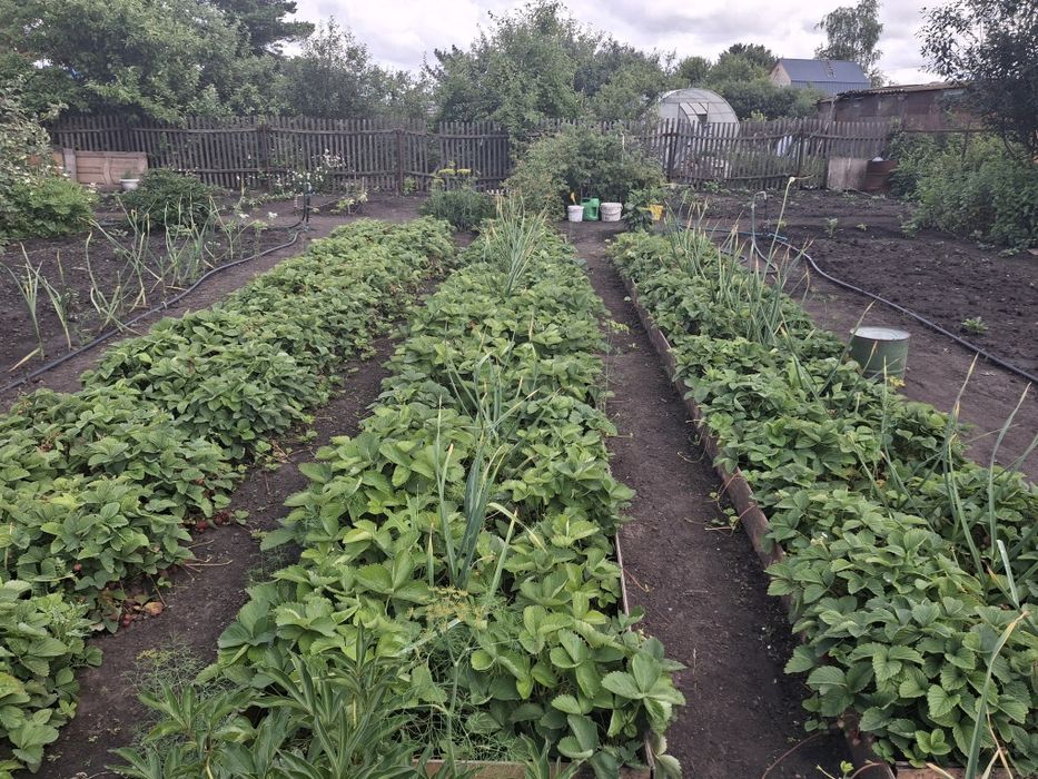 Продам дачу в с/о Буревестник