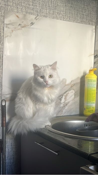 Отдам кошку в добрые руки