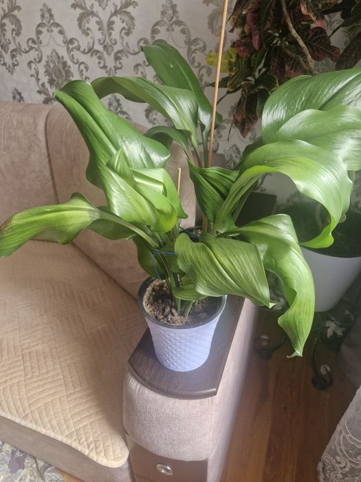 Продам комнатные цветы