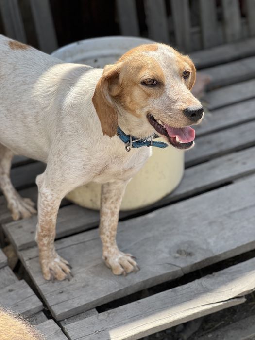 Собака в хорошие руки