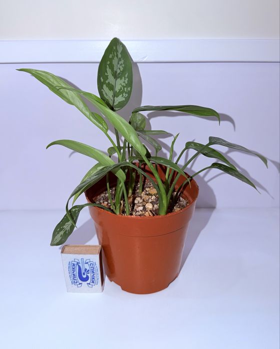 Аглаонема, комнатные растения, комнатные цветы