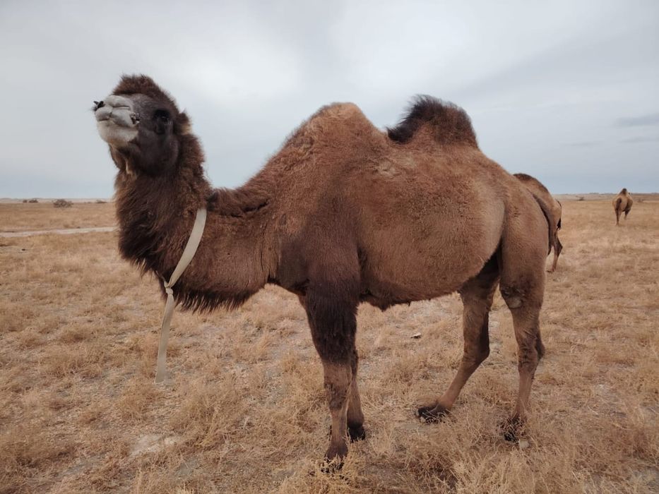 Түйе сатылады сүтті