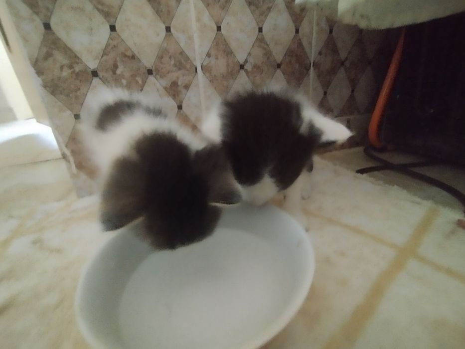 Продаются кошки мысык сатылады