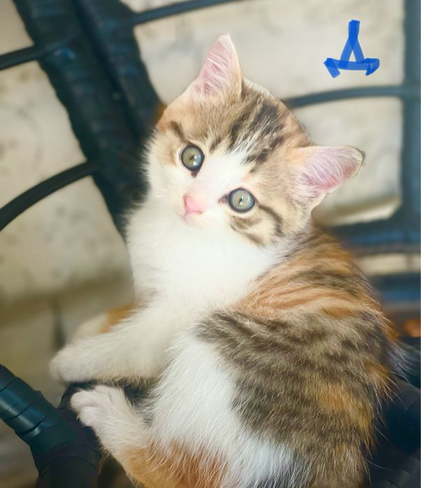 Котята в любящую семью